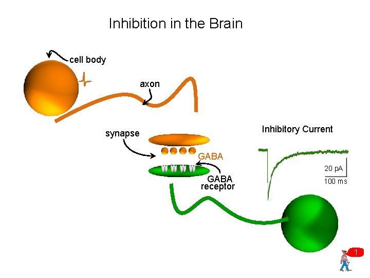 Inhibition in the Brain cell body axon Inhibitory Current synapse GABA 20 p. A