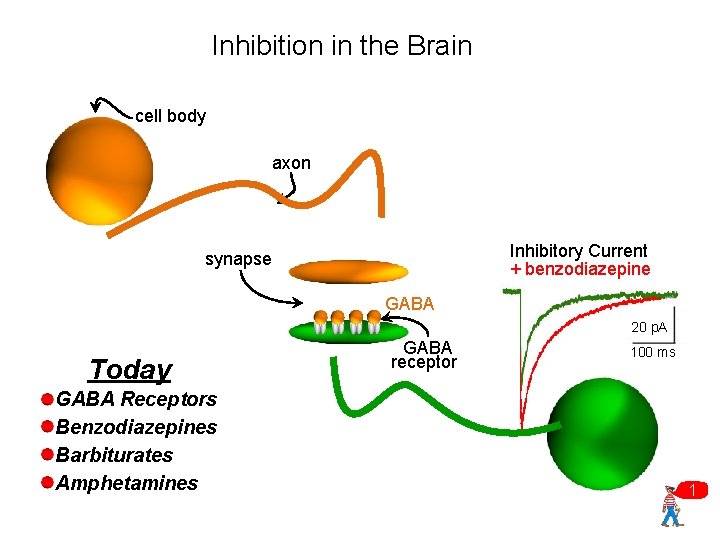 Inhibition in the Brain cell body axon Inhibitory Current + benzodiazepine synapse GABA 20