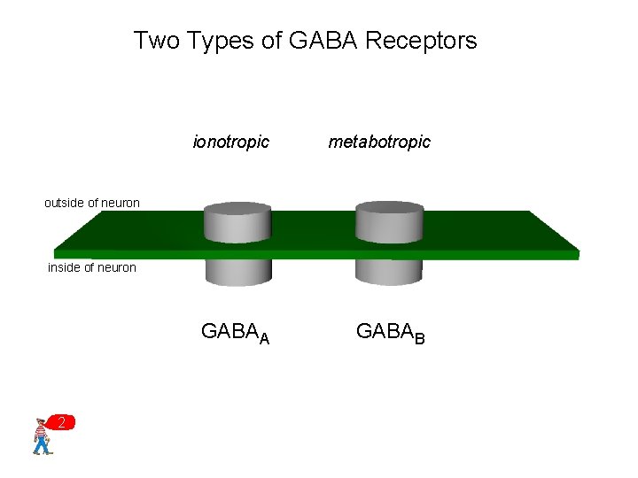 Two Types of GABA Receptors ionotropic metabotropic GABAA GABAB outside of neuron inside of