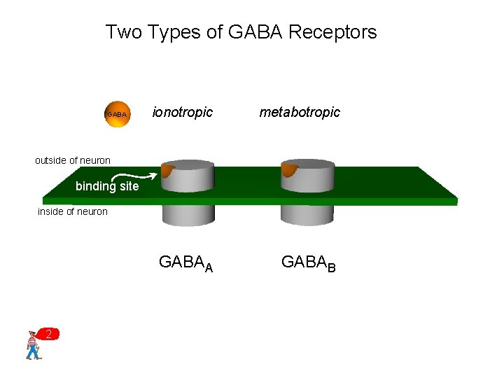 Two Types of GABA Receptors GABA ionotropic metabotropic GABAA GABAB outside of neuron binding