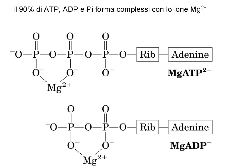 Il 90% di ATP, ADP e Pi forma complessi con lo ione Mg 2+