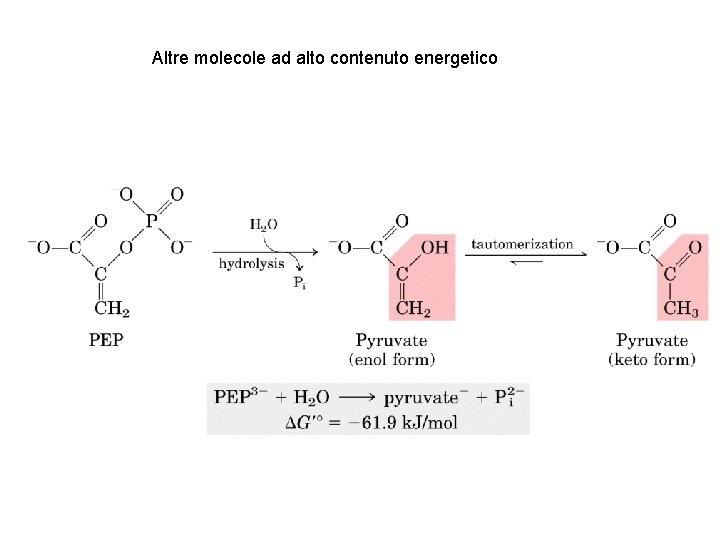 Altre molecole ad alto contenuto energetico 