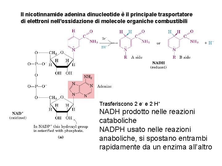 Il nicotinnamide adenina dinucleotide è il principale trasportatore di elettroni nell’ossidazione di molecole organiche