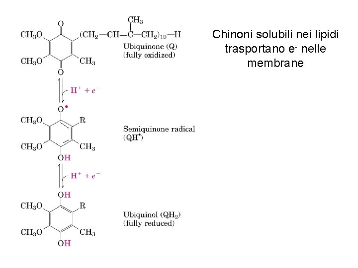 Chinoni solubili nei lipidi trasportano e- nelle membrane 