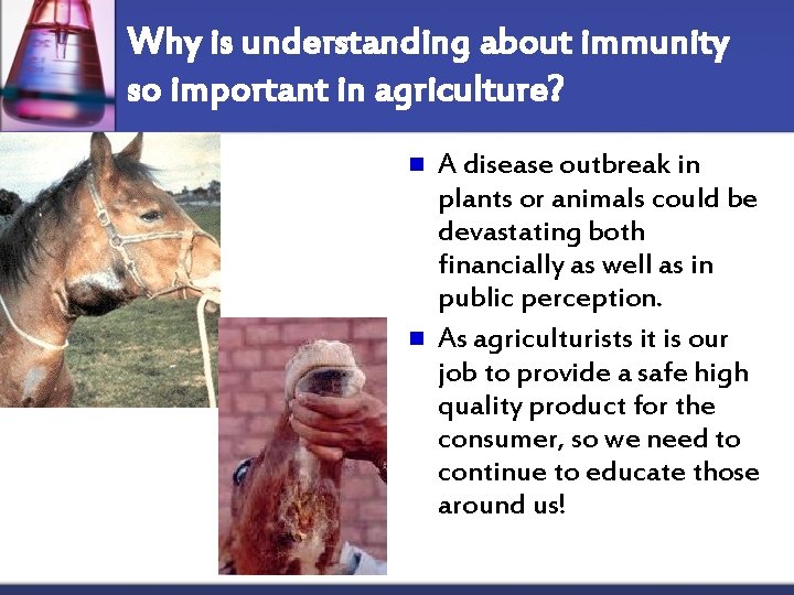 Why is understanding about immunity so important in agriculture? n n A disease outbreak
