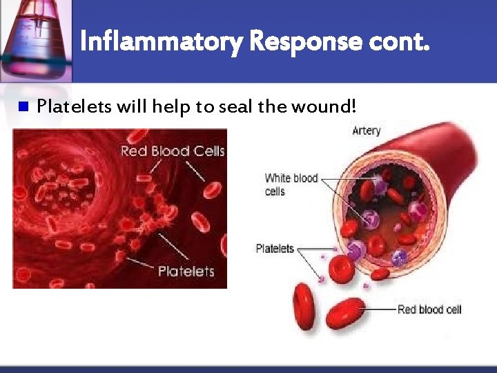 Inflammatory Response cont. n Platelets will help to seal the wound! 