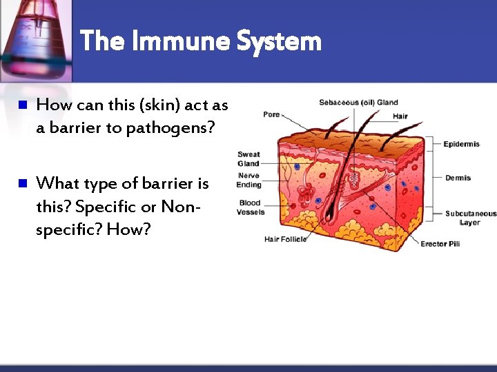 The Immune System n How can this (skin) act as a barrier to pathogens?