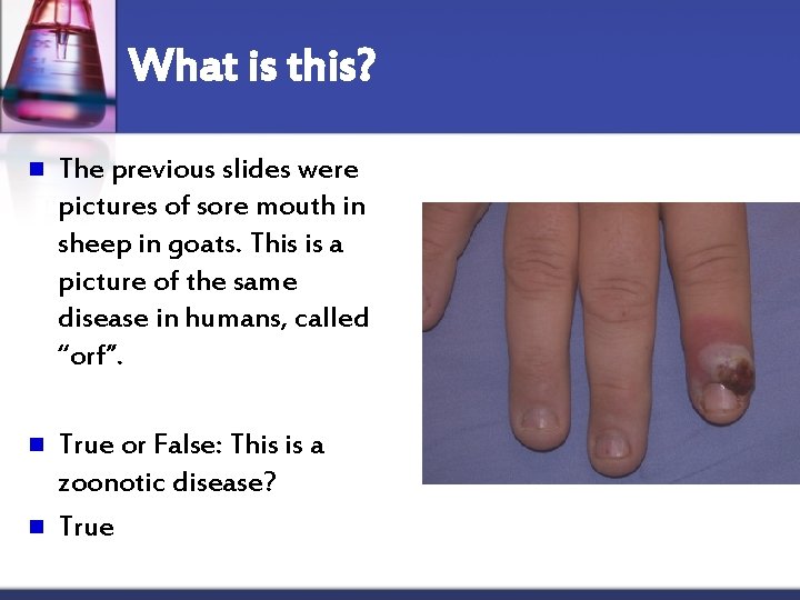 What is this? n The previous slides were pictures of sore mouth in sheep