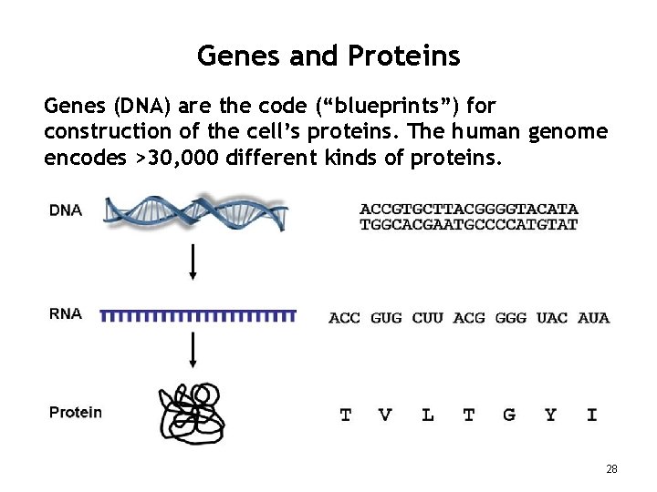 Genes and Proteins Genes (DNA) are the code (“blueprints”) for construction of the cell’s