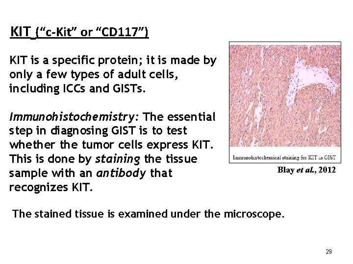 KIT (“c-Kit” or “CD 117”) KIT is a specific protein; it is made by