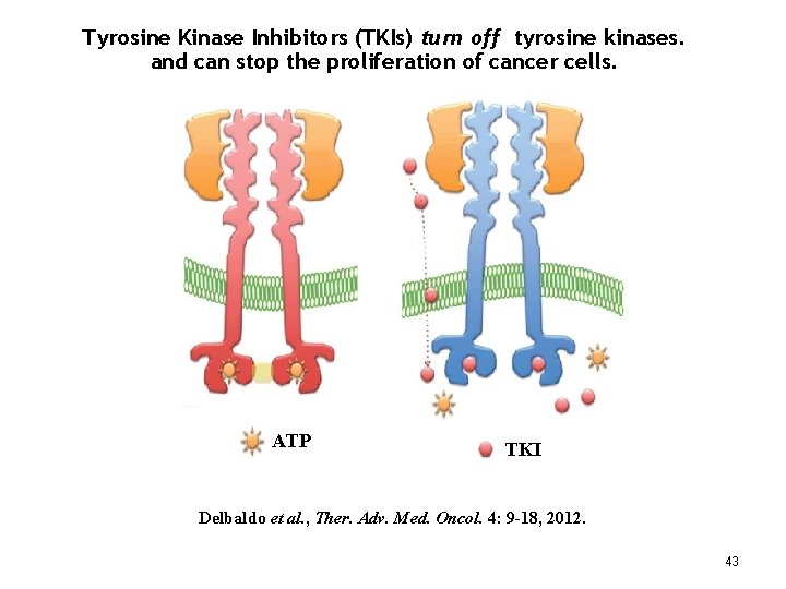 Tyrosine Kinase Inhibitors (TKIs) turn off tyrosine kinases. and can stop the proliferation of