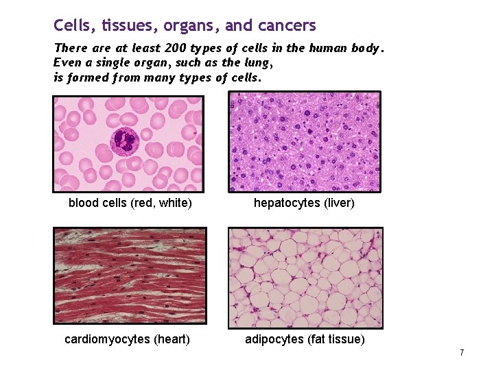 Cells, tissues, organs, and cancers There at least 200 types of cells in the