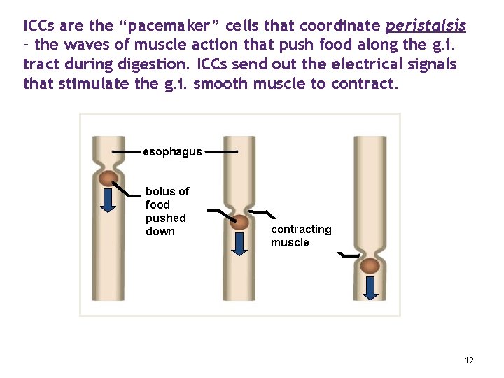 ICCs are the “pacemaker” cells that coordinate peristalsis – the waves of muscle action