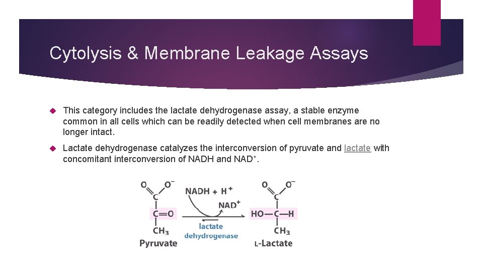 Cytolysis & Membrane Leakage Assays This category includes the lactate dehydrogenase assay, a stable