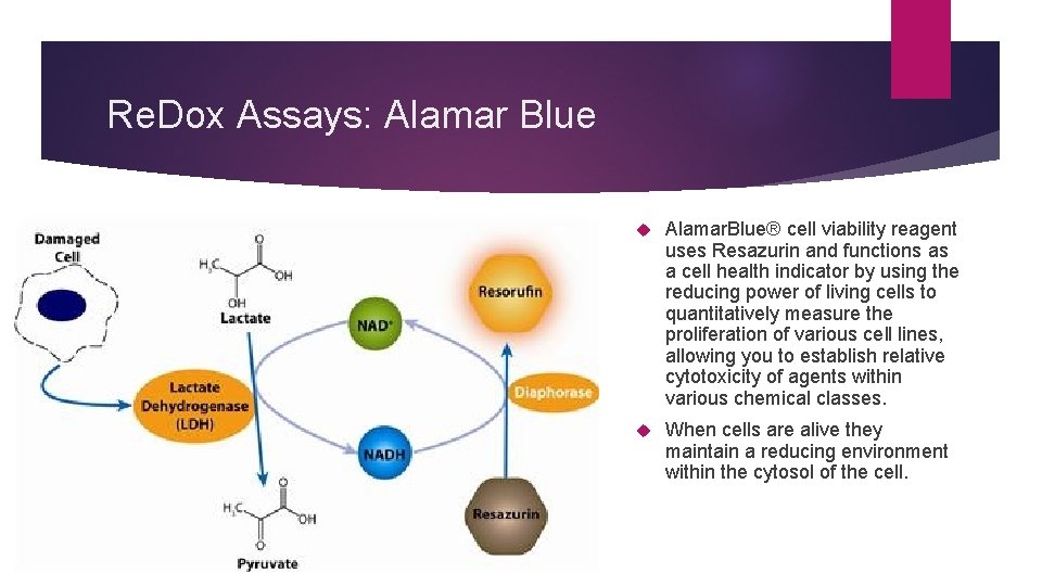 Re. Dox Assays: Alamar Blue Alamar. Blue® cell viability reagent uses Resazurin and functions