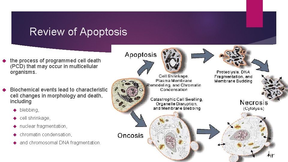 Review of Apoptosis the process of programmed cell death (PCD) that may occur in