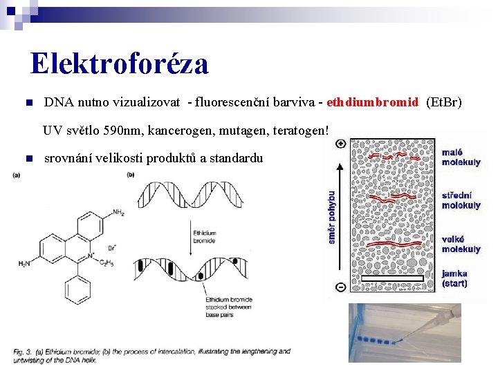 Elektroforéza n DNA nutno vizualizovat - fluorescenční barviva - ethdiumbromid (Et. Br) UV světlo