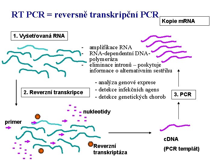 RT PCR = reversně transkripční PCR Kopie m. RNA 1. Vyšetřovaná RNA - amplifikace