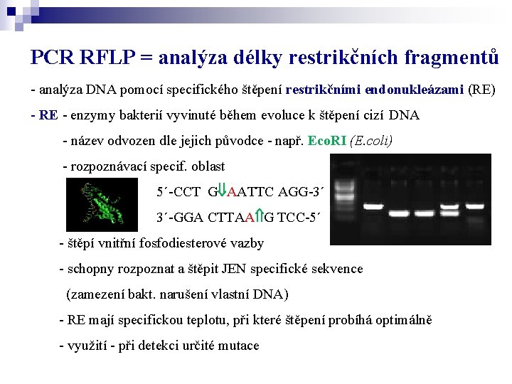 PCR RFLP = analýza délky restrikčních fragmentů - analýza DNA pomocí specifického štěpení restrikčními