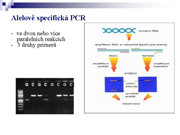 Alelově specifická PCR - ve dvou nebo více paralelních reakcích - 3 druhy primerů