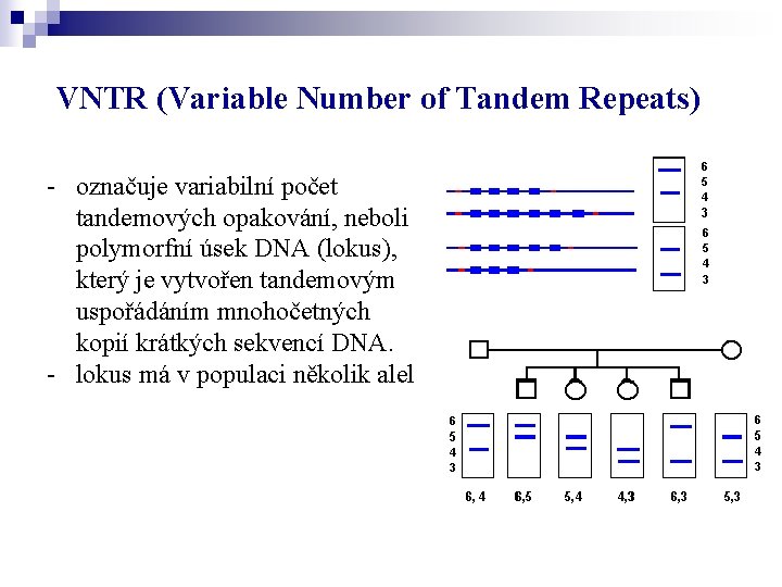 VNTR (Variable Number of Tandem Repeats) - označuje variabilní počet tandemových opakování, neboli polymorfní