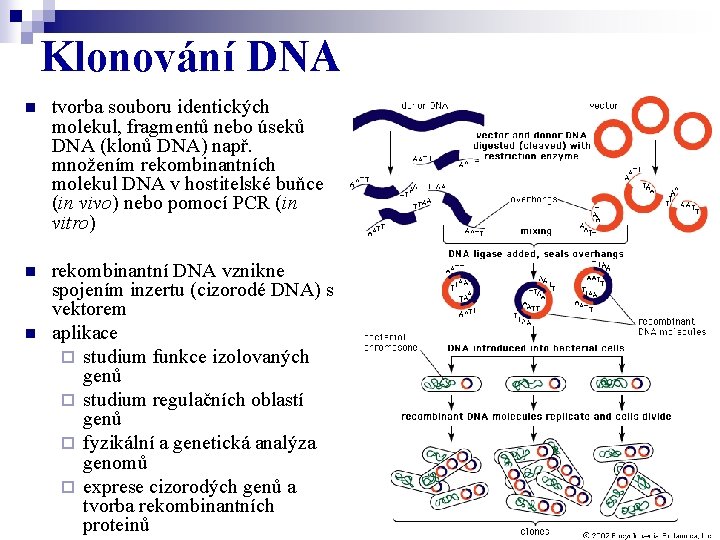Klonování DNA n tvorba souboru identických molekul, fragmentů nebo úseků DNA (klonů DNA) např.