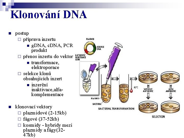 Klonování DNA n postup ¨ příprava inzertu n g. DNA, c. DNA, PCR produkt