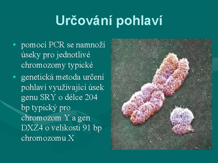 Určování pohlaví • pomocí PCR se namnoží úseky pro jednotlivé chromozomy typické • genetická