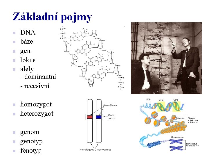 Základní pojmy n n n n n DNA báze gen lokus alely - dominantní