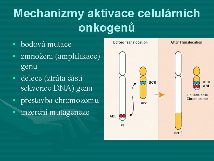 Mechanizmy aktivace celulárních onkogenů • bodová mutace • zmnožení (amplifikace) genu • delece (ztráta