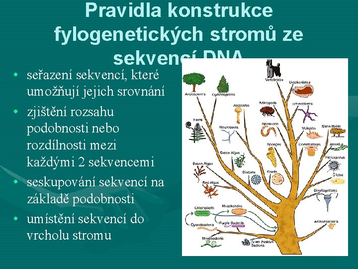 Pravidla konstrukce fylogenetických stromů ze sekvencí DNA • seřazení sekvencí, které umožňují jejich srovnání