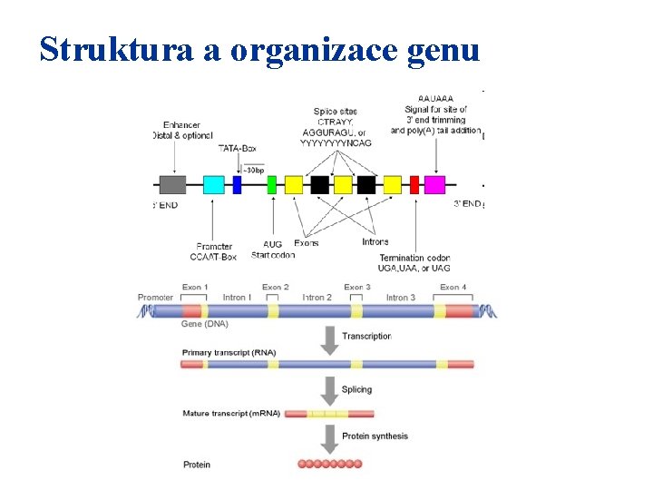 Struktura a organizace genu 