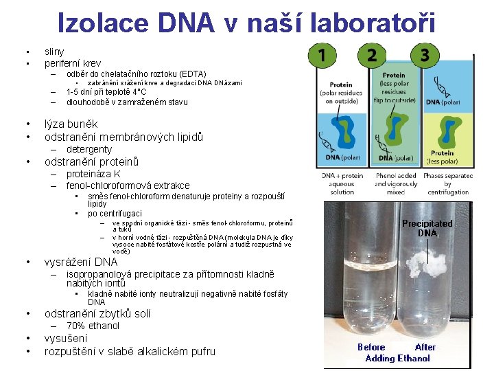 Izolace DNA v naší laboratoři • • sliny periferní krev – odběr do chelatačního