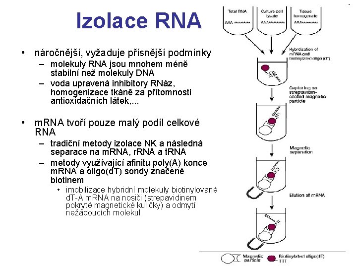 Izolace RNA • náročnější, vyžaduje přísnější podmínky – molekuly RNA jsou mnohem méně stabilní