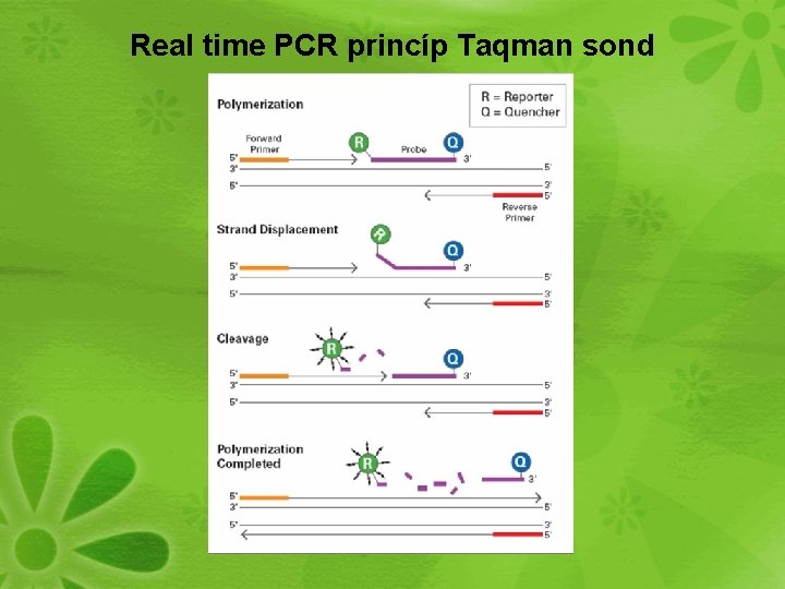 Real time PCR princíp Taqman sond 