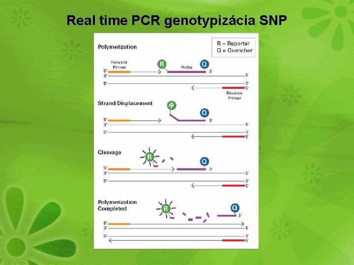 Real time PCR genotypizácia SNP 