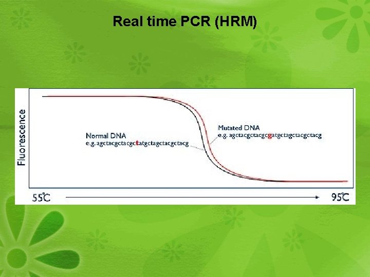 Real time PCR (HRM) 