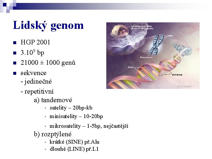 Lidský genom n n HGP 2001 3. 109 bp 21000 ± 1000 genů sekvence