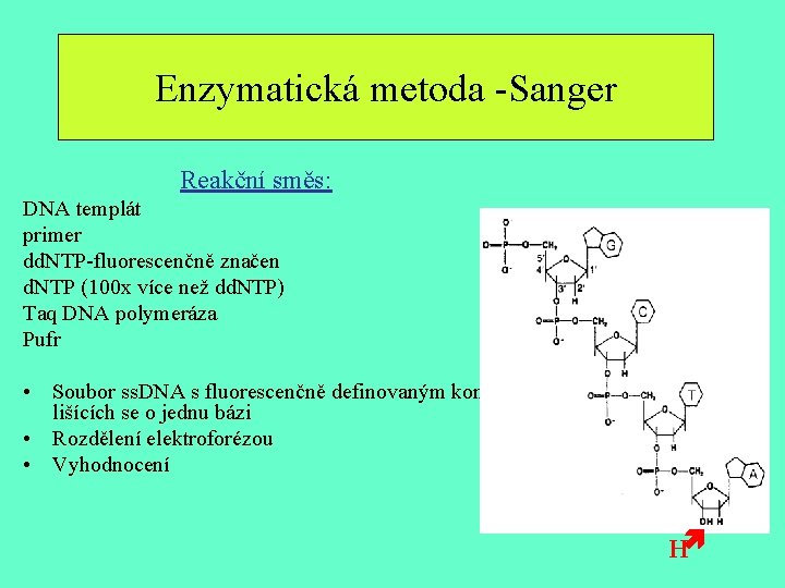 Enzymatická metoda -Sanger Reakční směs: DNA templát primer dd. NTP-fluorescenčně značen d. NTP (100