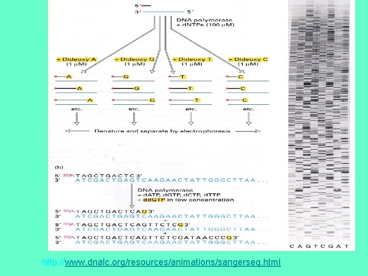 http: //www. dnalc. org/resources/animations/sangerseq. html 