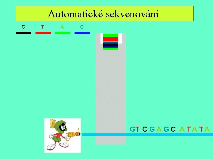 Sekvenácia II. Automatické sekvenování C T A G GT C G A G C