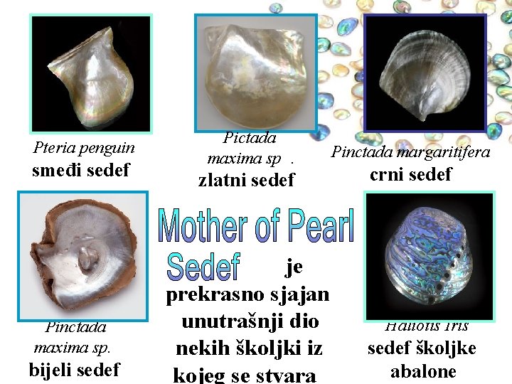 Pteria penguin smeđi sedef Pinctada maxima sp. bijeli sedef Pictada maxima sp. zlatni sedef