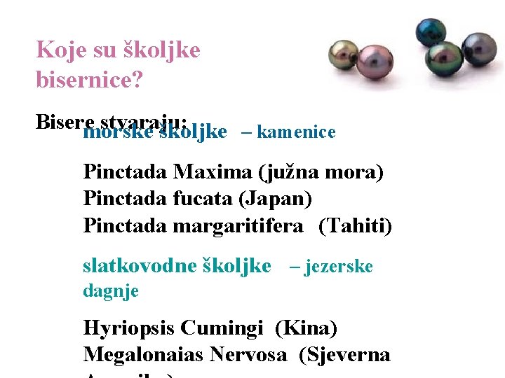 Koje su školjke bisernice? Bisere stvaraju: morske školjke – kamenice Pinctada Maxima (južna mora)