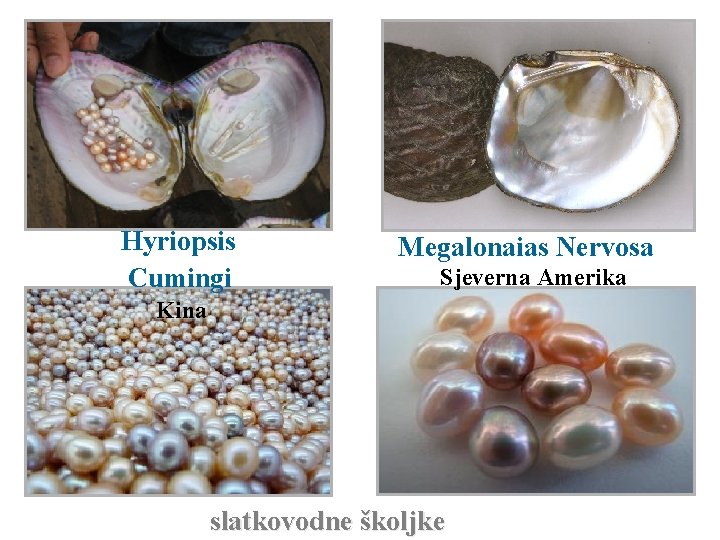 Hyriopsis Cumingi Megalonaias Nervosa Sjeverna Amerika Kina slatkovodne školjke 