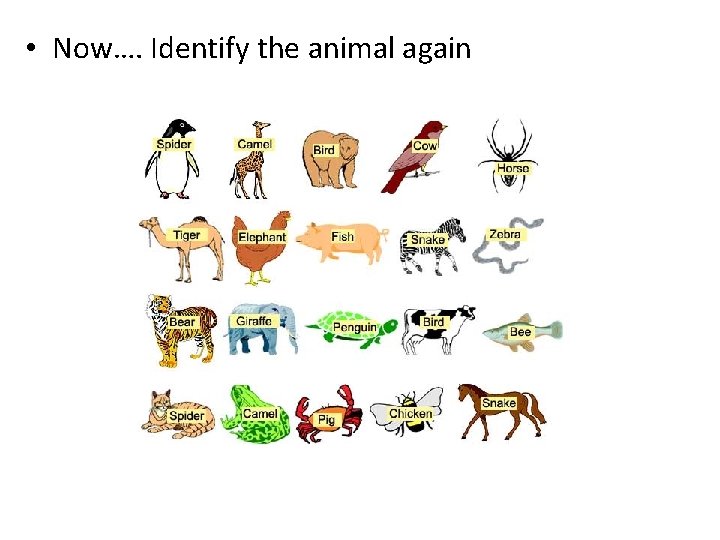  • Now…. Identify the animal again 