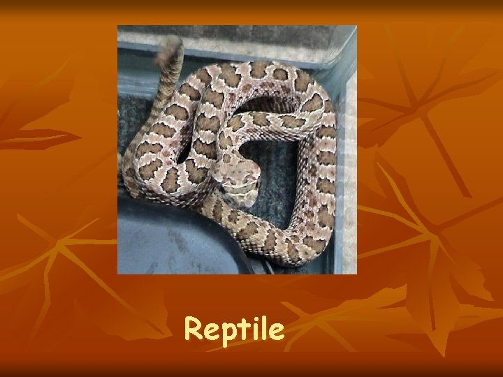 Reptile 