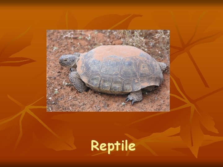 Reptile 