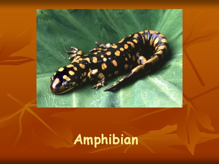 Amphibian 