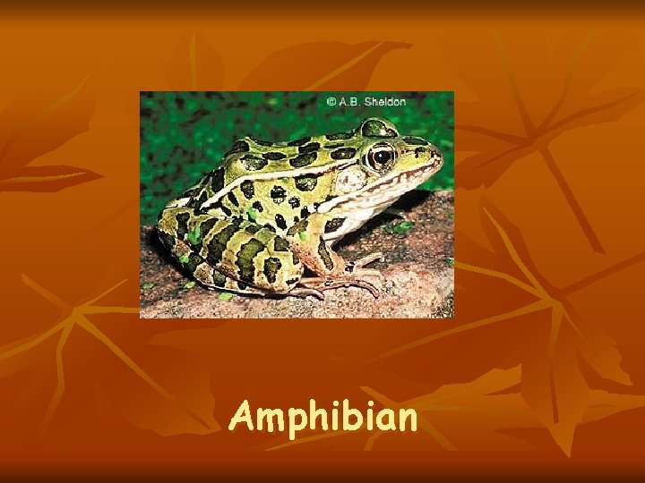 Amphibian 