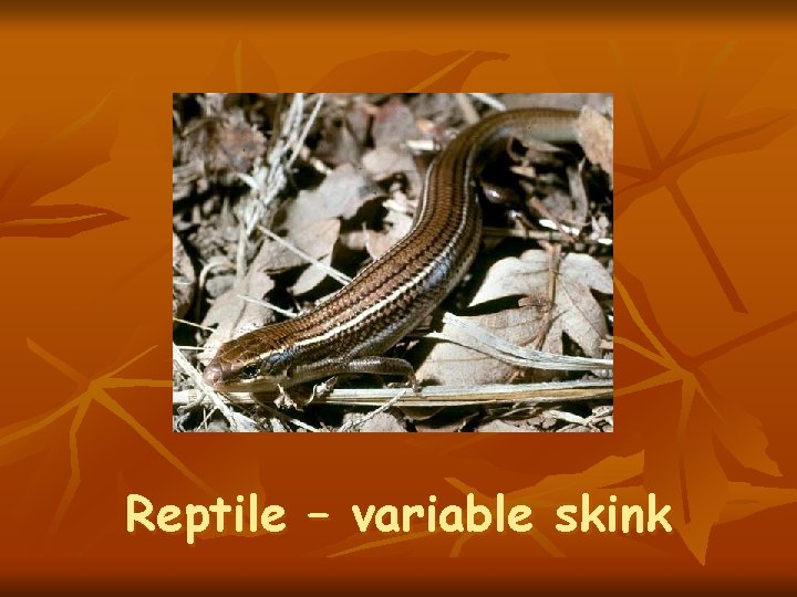 Reptile – variable skink 